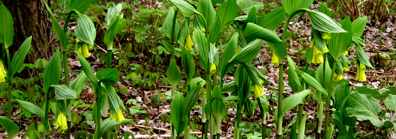 Disporopsis - Disporum